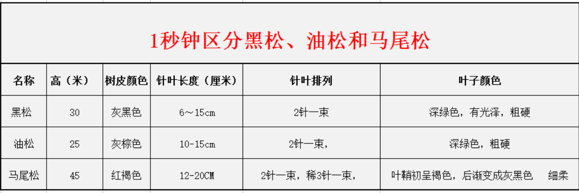 1秒鐘區(qū)分黑松、油松和馬尾松
