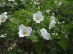 白花棣棠價格_圖片_種植方法