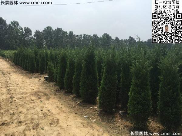 高度2.2米2.3米蜀檜大量供應公路綠化植物