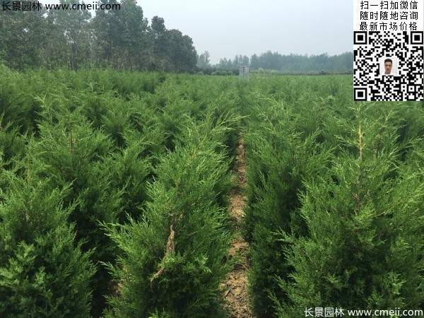 高度1米1.2米蜀檜精品苗優惠價格出售