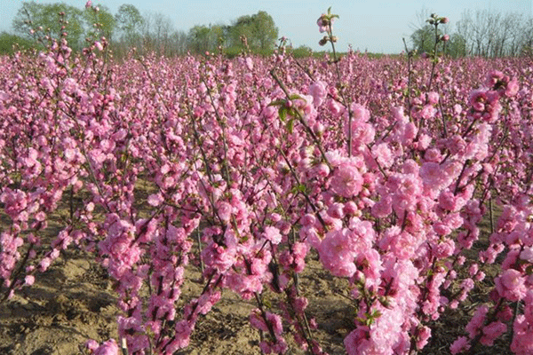 大花重瓣榆葉梅開(kāi)花圖片