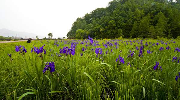 藍(lán)花鳶尾基地實(shí)拍圖片