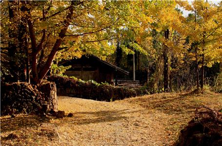 中國(guó)十大最美銀杏觀賞地 一起去體驗(yàn)金秋吧