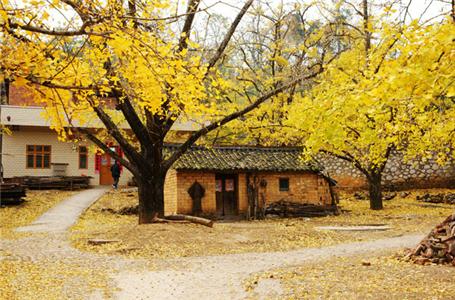 中國(guó)十大最美銀杏觀賞地 一起去體驗(yàn)金秋吧