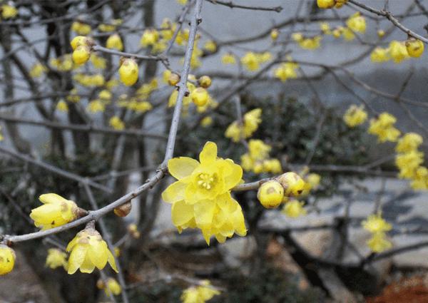 沭陽(yáng)臘梅基地