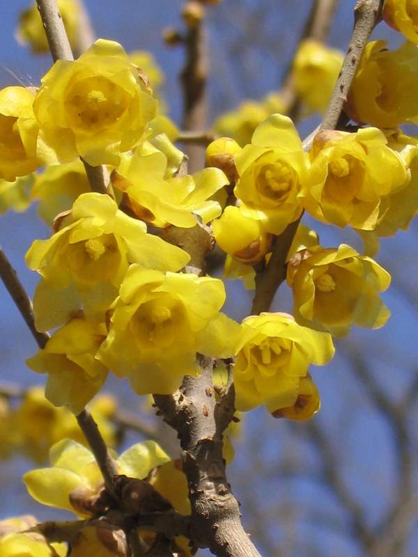 沭陽臘梅花