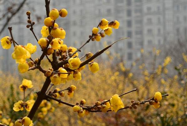 沭陽臘梅花