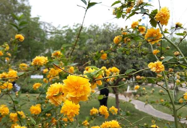 沭陽棣棠花