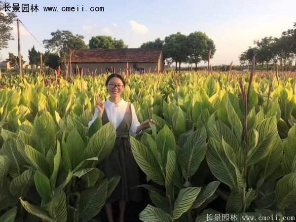 低價格，高質量的美人蕉