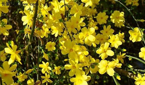 沭陽迎春花