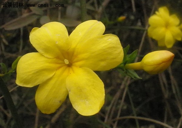 沭陽迎春花