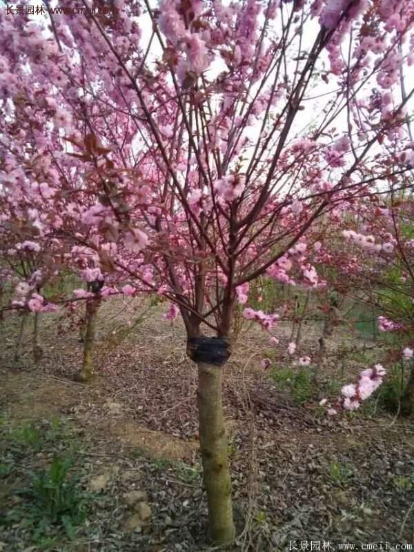 美人梅開(kāi)花圖片