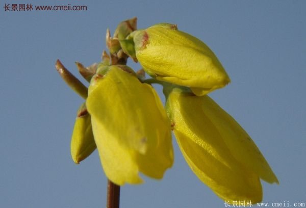 沭陽(yáng)連翹基地