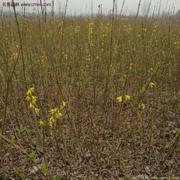 沭陽(yáng)連翹基地