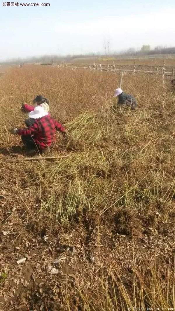 沭陽連翹苗