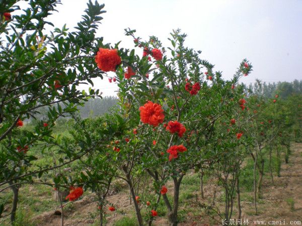 花石榴