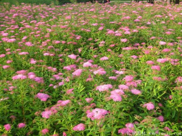 繡線菊