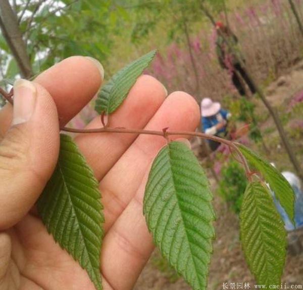 紅櫸樹基地苗木圖片