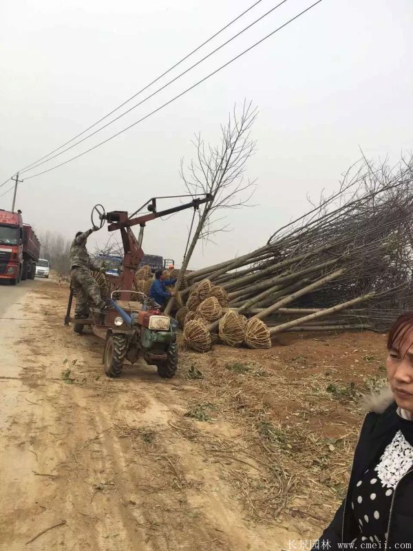 馬褂樹基地馬褂樹圖片