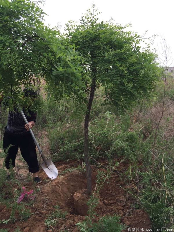 龍爪槐圖片龍爪槐基地實拍