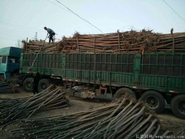 青皮垂柳圖片青皮垂柳基地實(shí)拍