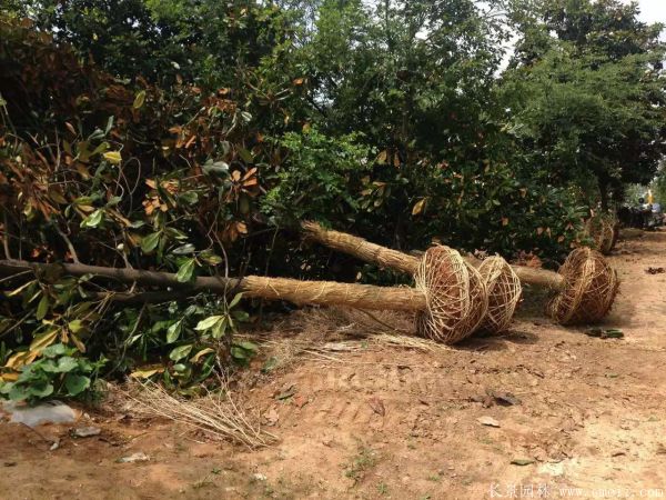 廣玉蘭圖片廣玉蘭基地實拍