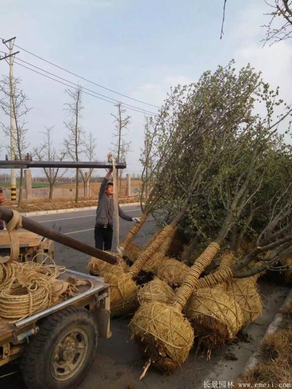 木瓜樹圖片木瓜樹基地實拍