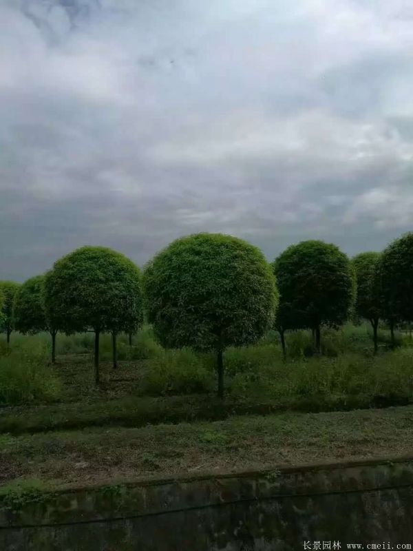 桂花樹(shù)圖片桂花樹(shù)基地實(shí)拍