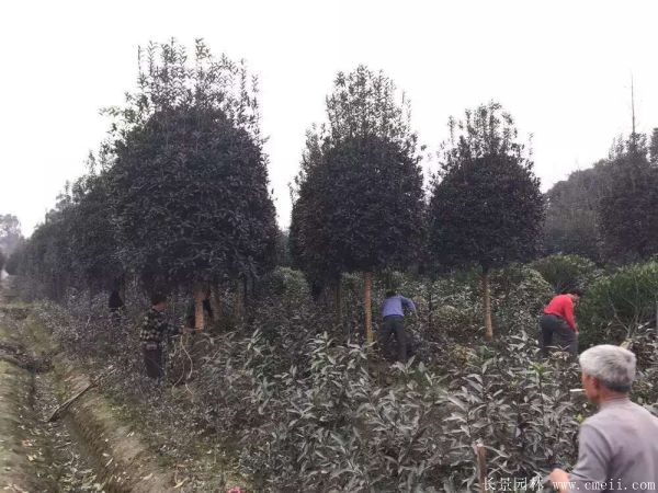 桂花樹(shù)圖片桂花樹(shù)基地實(shí)拍