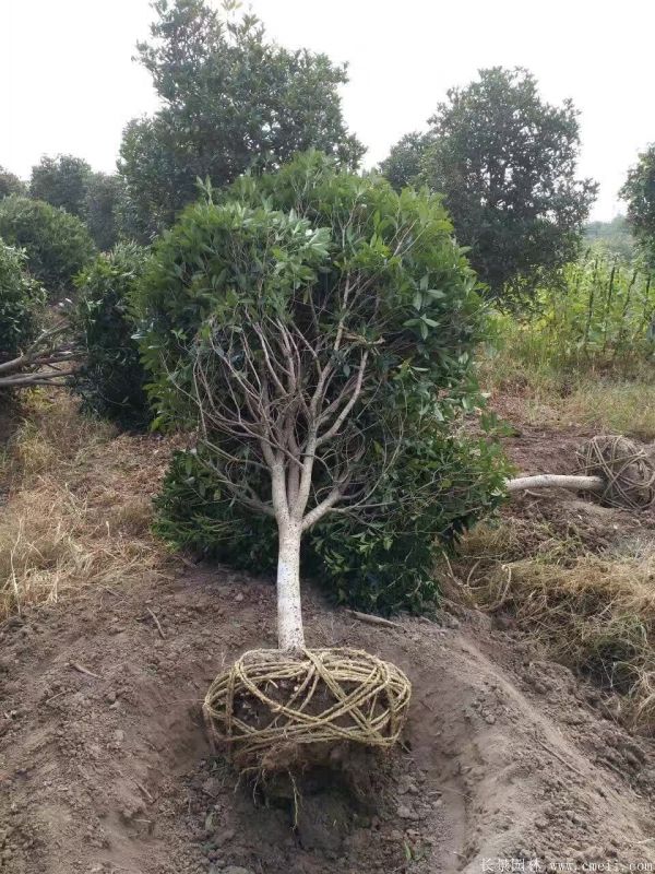 桂花樹(shù)圖片桂花樹(shù)基地實(shí)拍