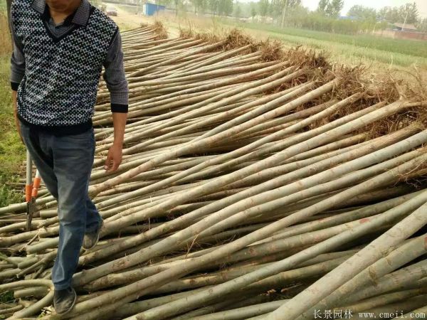 饅頭柳圖片饅頭柳基地實拍