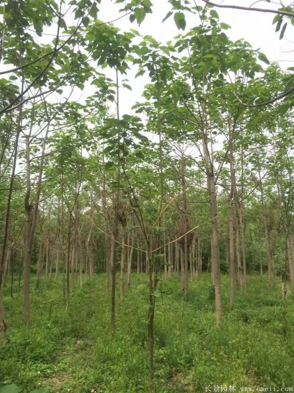 泡桐樹圖片泡桐樹基地實拍