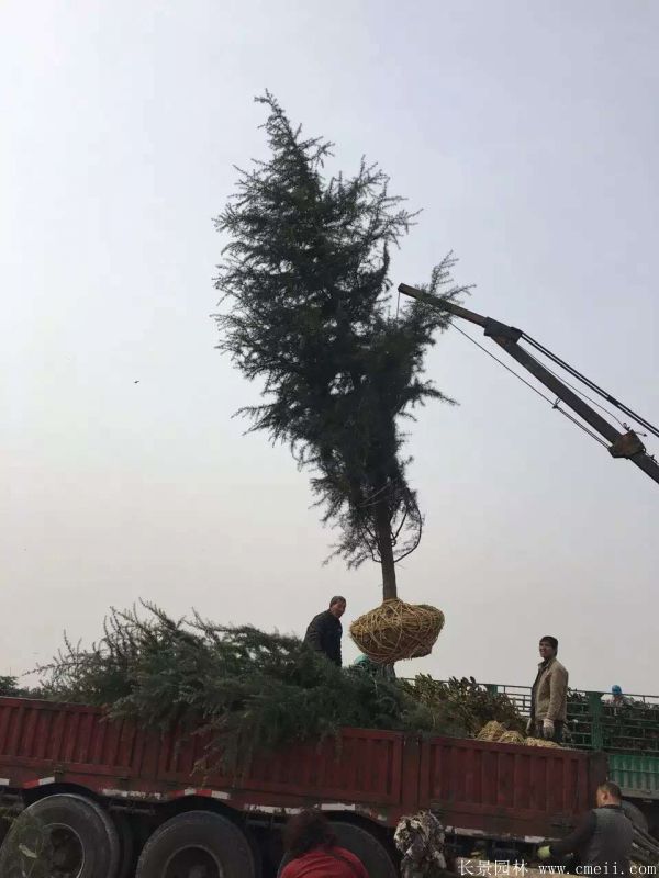 雪松圖片雪松基地實拍