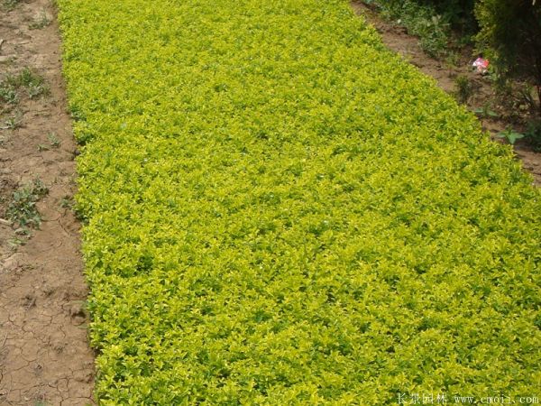 金葉女貞圖片基地實拍