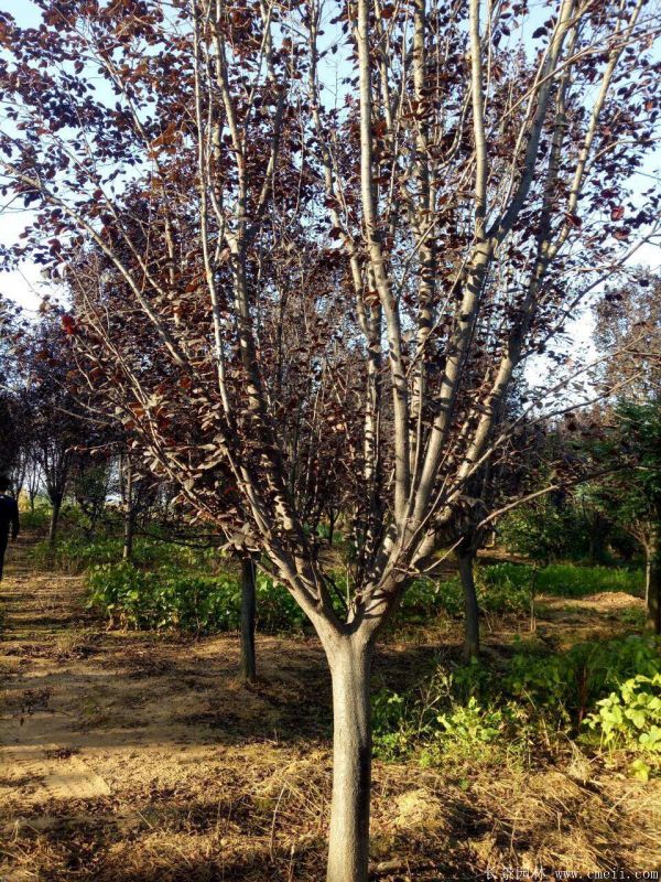 紅葉李圖片基地實拍