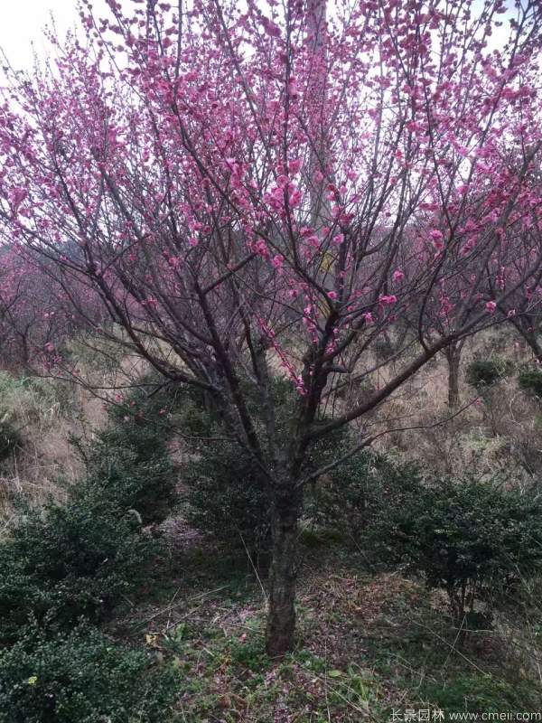 紅梅樹紅梅花圖片基地實拍