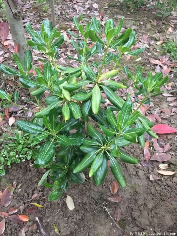 海桐圖片基地實拍