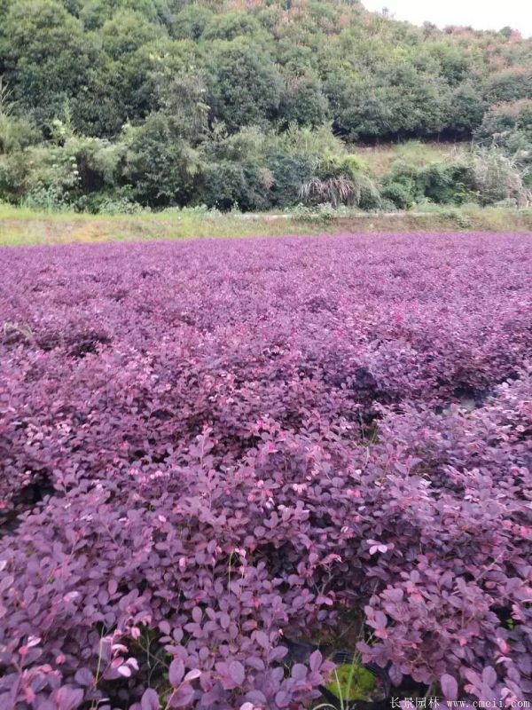 紅花繼木圖片基地實拍