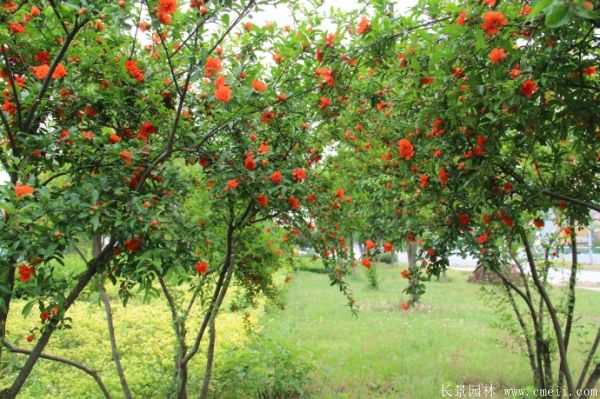 花石榴圖片基地實拍