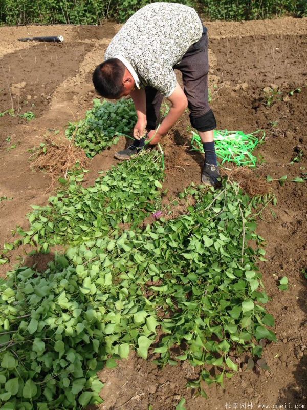 丁香圖片基地實拍