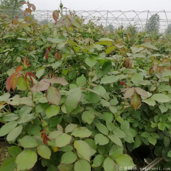 藤本薔薇圖片基地實拍