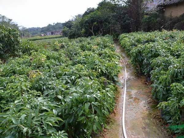 荔枝種子發芽出苗圖片