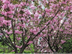 櫻花樹苗多少錢一棵，來長景園林看看