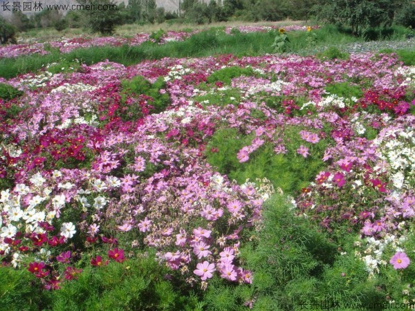 波斯菊種子發(fā)芽出苗開花圖片