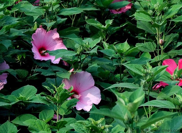 大花秋葵種子發芽出苗開花圖片