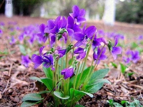 紫花地丁種子發(fā)芽出苗開花圖片