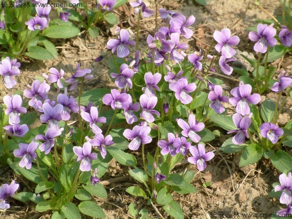 紫花地丁種子發(fā)芽出苗開花圖片