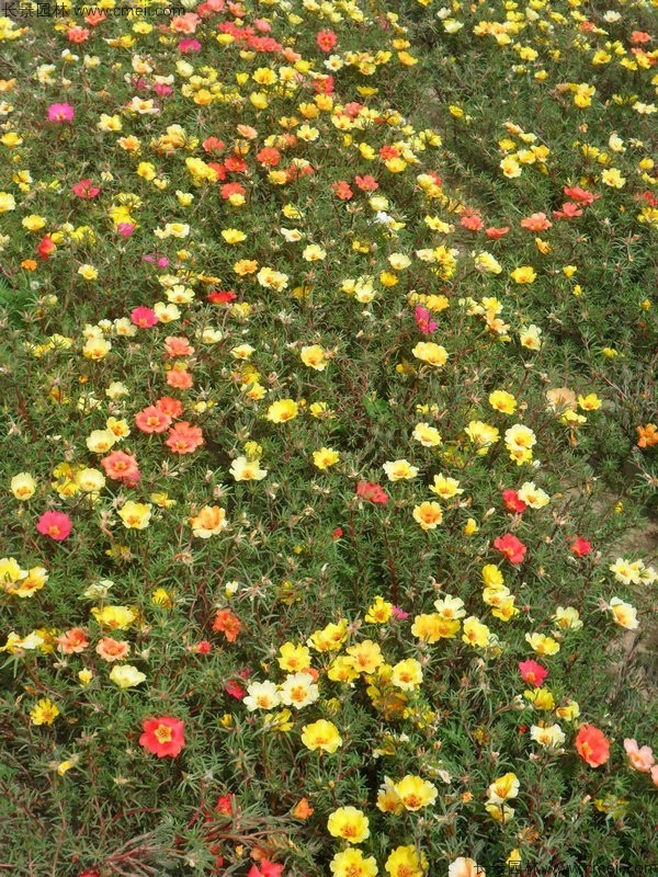 太陽花種子發芽出苗開花圖片