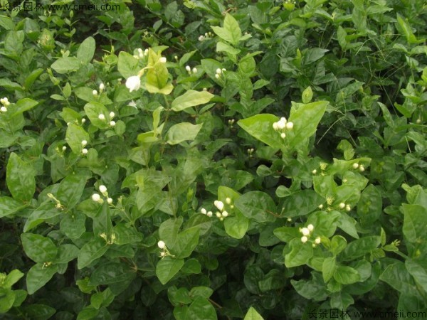 茉莉花種子發芽出苗圖片