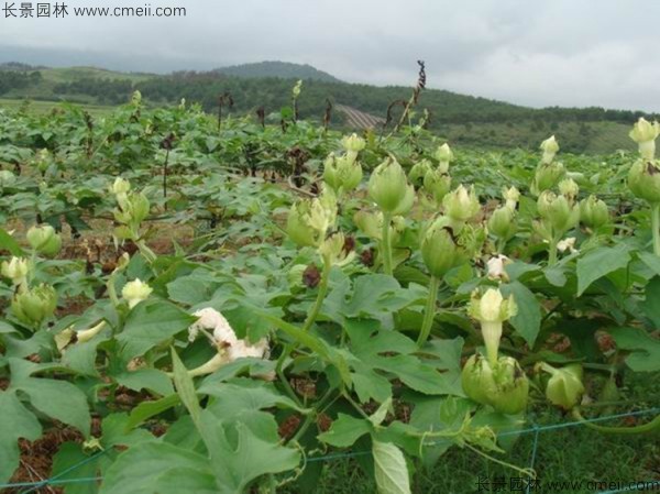 瓜蔞種子發芽出苗基地圖片